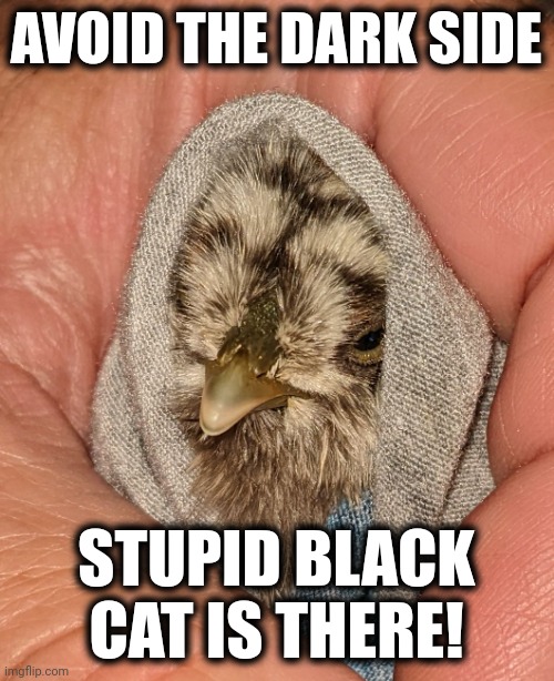 Introducing "Jedi Chick" |  AVOID THE DARK SIDE; STUPID BLACK CAT IS THERE! | image tagged in jedi chick,memes,dark side | made w/ Imgflip meme maker