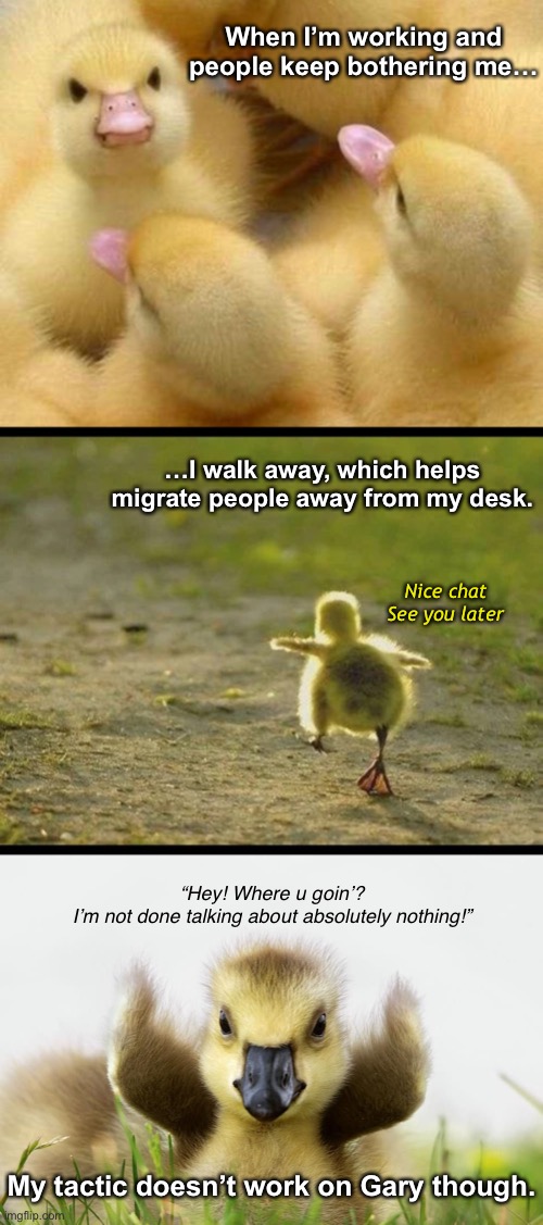 Annoying Gary | When I’m working and people keep bothering me…; …I walk away, which helps migrate people away from my desk. Nice chat
See you later; “Hey! Where u goin’?
I’m not done talking about absolutely nothing!”; My tactic doesn’t work on Gary though. | image tagged in funny memes,coworkers,office humor,ducks | made w/ Imgflip meme maker