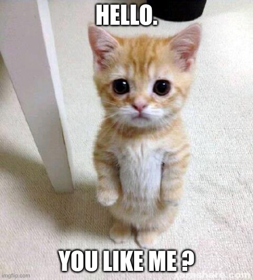 me |  HELLO. YOU LIKE ME ? | image tagged in memes,cute cat | made w/ Imgflip meme maker