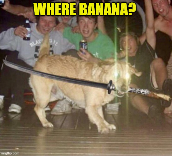 Tommy want banana | WHERE BANANA? | image tagged in katana dog,tommy,banana,where banana,shitpost | made w/ Imgflip meme maker