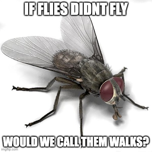 Would we? | IF FLIES DIDNT FLY; WOULD WE CALL THEM WALKS? | image tagged in scumbag house fly,upvote if yes,memes,oh wow are you actually reading these tags,stop reading the tags | made w/ Imgflip meme maker