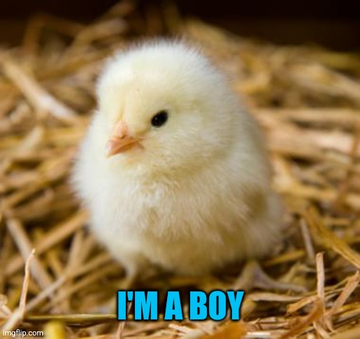 Baby Chicken | I'M A BOY | image tagged in baby chicken | made w/ Imgflip meme maker