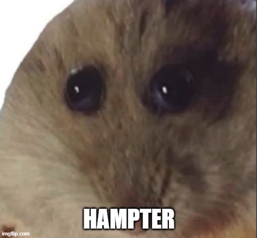 Hampter | HAMPTER | image tagged in hampter | made w/ Imgflip meme maker