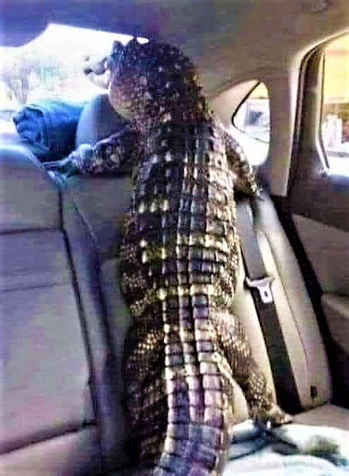 High Quality taking gator for a ride Blank Meme Template