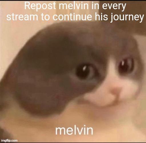 Repost | Repost melvin in every stream to continue his journey | image tagged in melvin | made w/ Imgflip meme maker