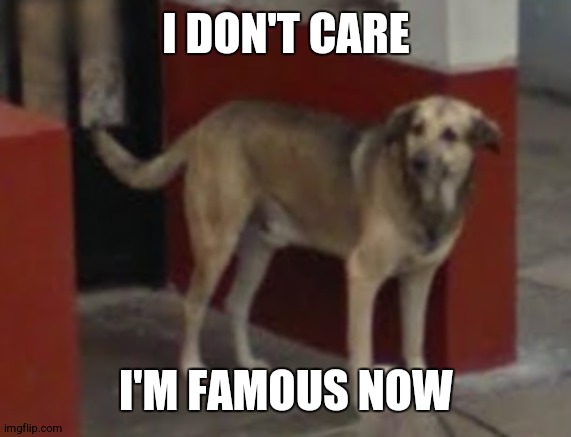 Dog |  I DON'T CARE; I'M FAMOUS NOW | image tagged in dog | made w/ Imgflip meme maker