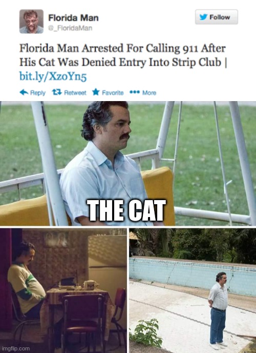 Dang he thought that cat looked like a model |  THE CAT | image tagged in memes,sad pablo escobar,stop reading the tags,funny | made w/ Imgflip meme maker