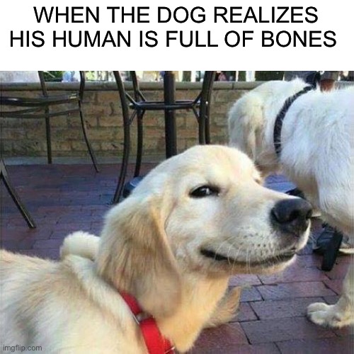 Hehehe | WHEN THE DOG REALIZES HIS HUMAN IS FULL OF BONES | image tagged in dog smiling,memes,funny,oh no,dogs,bones | made w/ Imgflip meme maker
