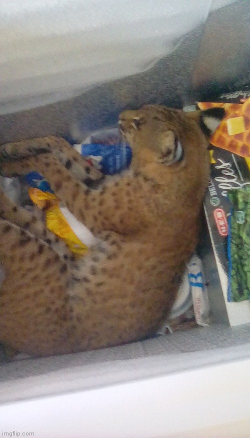 Here is a dead bobcat in a freezer for your enjoyment. | image tagged in bobcat in the freezer | made w/ Imgflip meme maker
