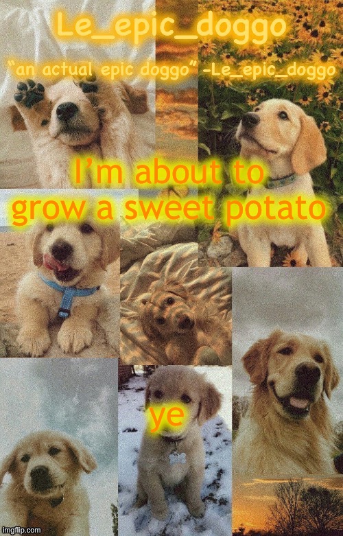 Doggo temp by doggo. Wait what that’s confusing | I’m about to grow a sweet potato; ye | image tagged in doggo temp by doggo wait what that s confusing | made w/ Imgflip meme maker