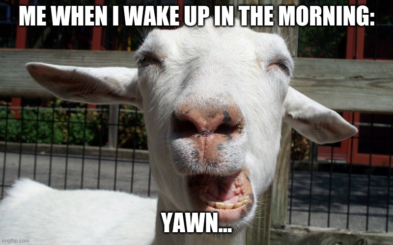 Me When I Wake Up In The Morning | ME WHEN I WAKE UP IN THE MORNING:; YAWN... | image tagged in yawn | made w/ Imgflip meme maker