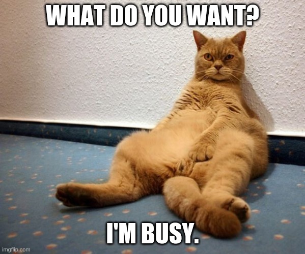 Cat Meme | WHAT DO YOU WANT? I'M BUSY. | image tagged in cats | made w/ Imgflip meme maker