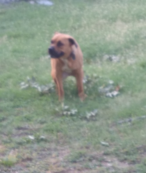 this dog and another one keep coming to the trailer park | made w/ Imgflip meme maker