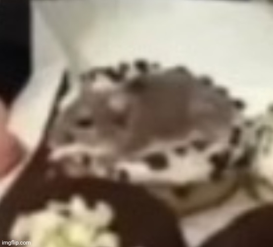 aww the sckrunkly | made w/ Imgflip meme maker