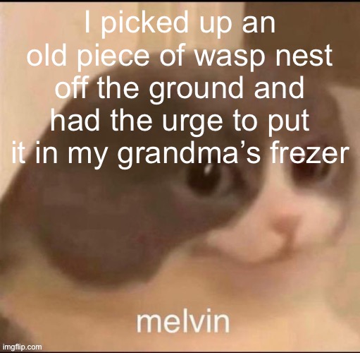 melvin | I picked up an old piece of wasp nest off the ground and had the urge to put it in my grandma’s frezer | image tagged in melvin | made w/ Imgflip meme maker