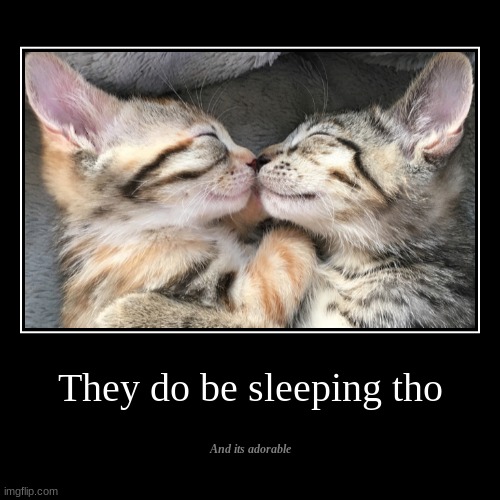 SleepyKets | They do be sleeping tho | And its adorable | image tagged in cute cats,cats are awesome | made w/ Imgflip demotivational maker