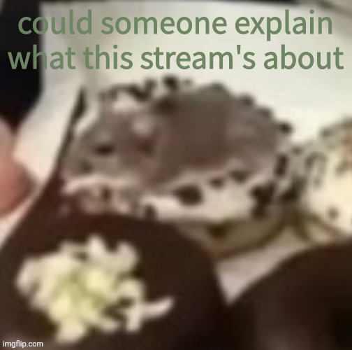 aww the mouse | could someone explain what this stream's about | image tagged in aww the mouse | made w/ Imgflip meme maker