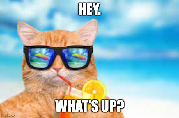 Cool Cat Meme | HEY. WHAT’S UP? | image tagged in funny cats | made w/ Imgflip meme maker