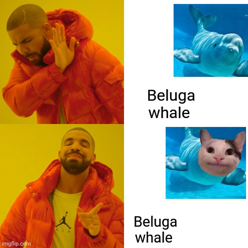 Beluga whale!? More like Beluga whale lol | Beluga whale; Beluga whale | image tagged in memes,drake hotline bling | made w/ Imgflip meme maker