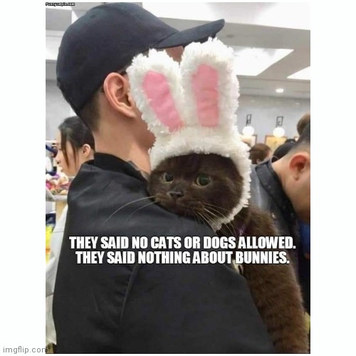 Camouflage | image tagged in cat,bunny,hidden | made w/ Imgflip meme maker