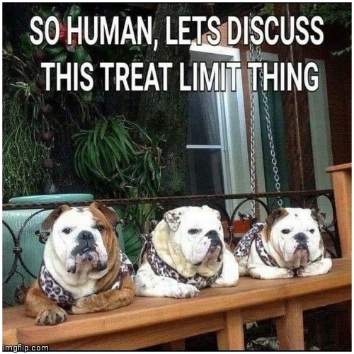 The council | image tagged in dog,council,angry | made w/ Imgflip meme maker