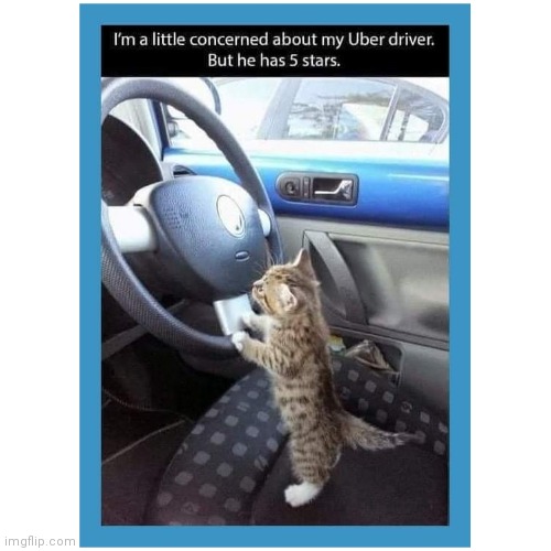 Cat Car Crash Meme, GIF - Share with Memix