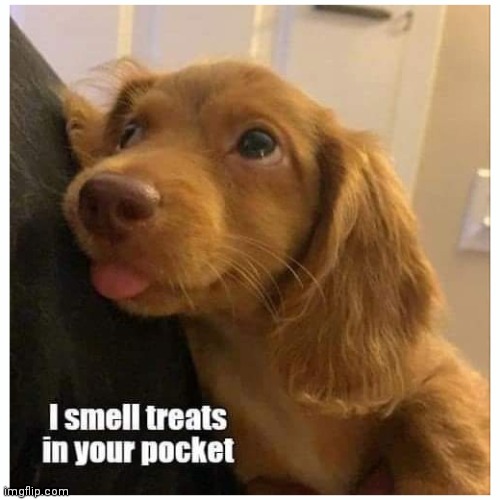 Good nose | image tagged in scent,hound,liar | made w/ Imgflip meme maker