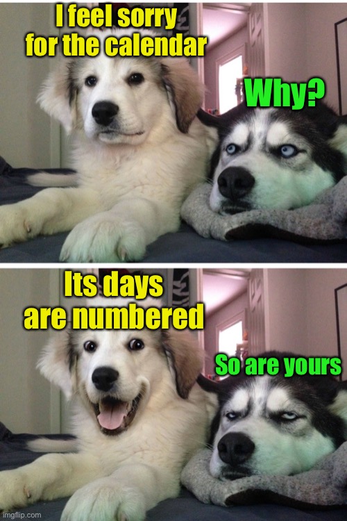 Bad pun dogs | I feel sorry for the calendar; Why? Its days are numbered; So are yours | image tagged in bad pun dogs,bad pun | made w/ Imgflip meme maker