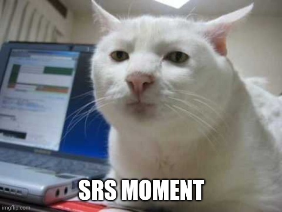 Srs cat | SRS MOMENT | image tagged in srs cat | made w/ Imgflip meme maker