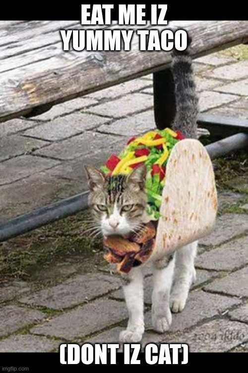 AAAAAAAAAAAAAAAAAA NOOOOOOOOOOO | EAT ME IZ YUMMY TACO; (DONT IZ CAT) | image tagged in taco kitty | made w/ Imgflip meme maker