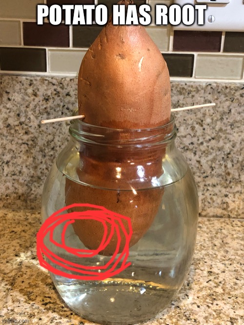 POTATO HAS ROOT | made w/ Imgflip meme maker