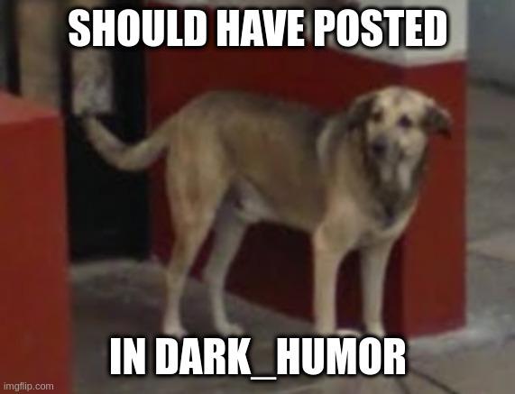 humour | SHOULD HAVE POSTED; IN DARK_HUMOR | image tagged in dog | made w/ Imgflip meme maker