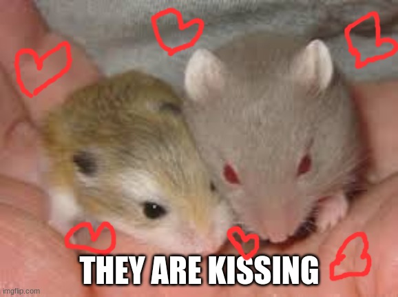 awww hamster marriage |  THEY ARE KISSING | image tagged in good and evil hamster | made w/ Imgflip meme maker
