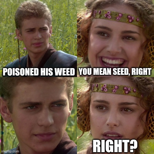 Anakin Padme 4 Panel | POISONED HIS WEED YOU MEAN SEED, RIGHT RIGHT? | image tagged in anakin padme 4 panel | made w/ Imgflip meme maker