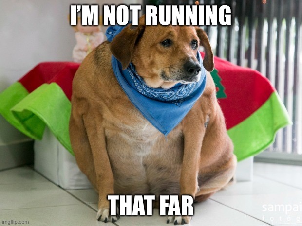 fat dog | I’M NOT RUNNING THAT FAR | image tagged in fat dog | made w/ Imgflip meme maker