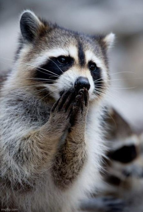 surprised raccoon | image tagged in surprised raccoon | made w/ Imgflip meme maker