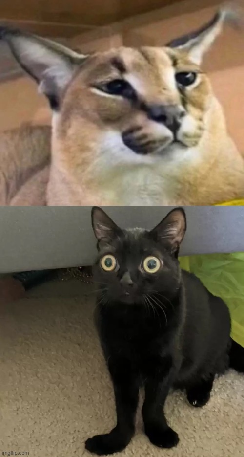 Floppa and jinx>>>>> any other meme cat | made w/ Imgflip meme maker