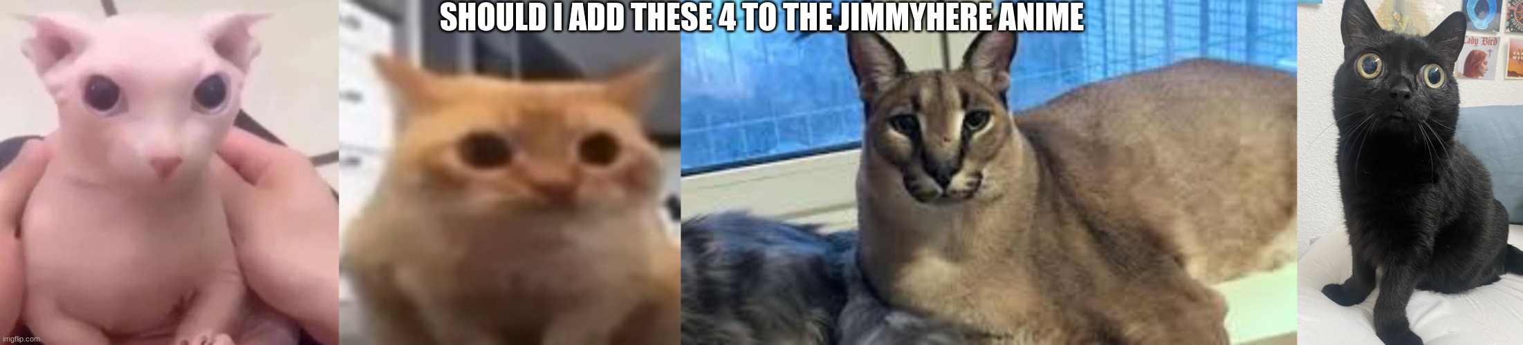 Bingus, Spoingus, Floppa and Jinx, Feline Refuge Chiefs | SHOULD I ADD THESE 4 TO THE JIMMYHERE ANIME | made w/ Imgflip meme maker