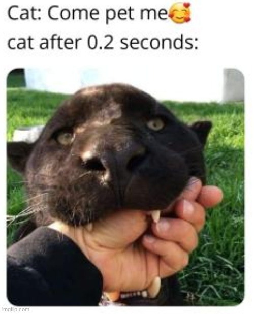 image tagged in cats,funny,memes,xd,cat bite | made w/ Imgflip meme maker