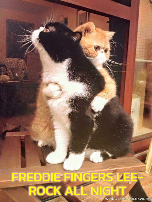 cats hugging | FREDDIE FINGERS LEE-
ROCK ALL NIGHT | image tagged in cats hugging,slavic,rock all night,freddie 'fingers' lee,freddie fingaz,blacklabel jedih | made w/ Imgflip meme maker