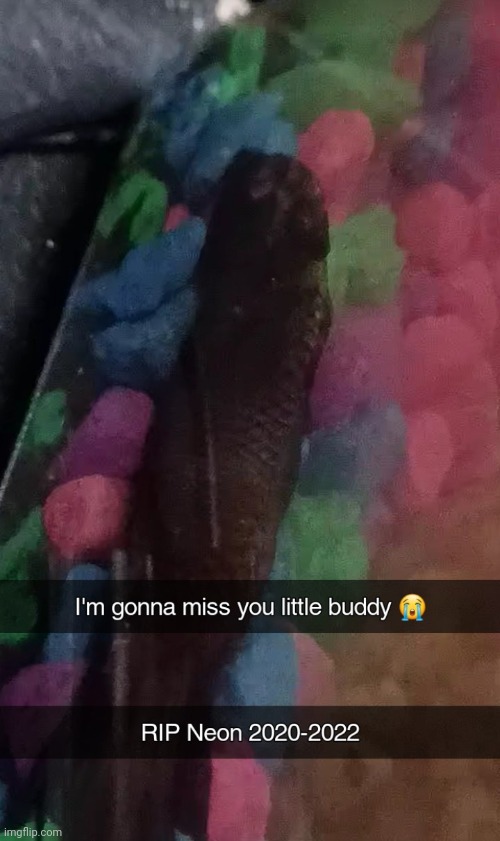 Ngl I miss my fish, I think he died last night. ? | made w/ Imgflip meme maker