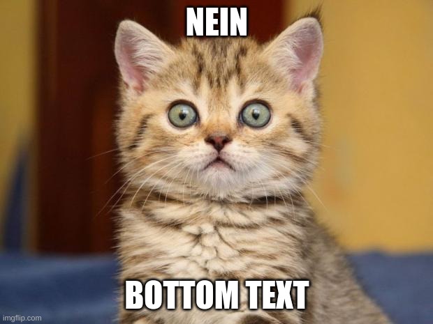Nein cat (my own original meme) | NEIN BOTTOM TEXT | image tagged in nein cat my own original meme | made w/ Imgflip meme maker
