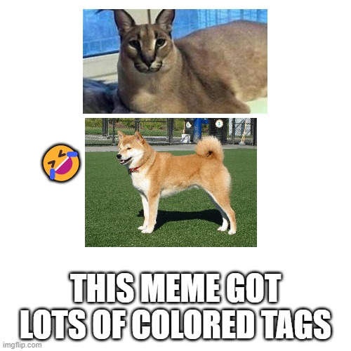 lots of color :D |  🤣; THIS MEME GOT LOTS OF COLORED TAGS | image tagged in memes,funny,cats,dogs,animals,gifs | made w/ Imgflip meme maker