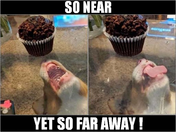 Dog Doesn't Understand ! | SO NEAR; YET SO FAR AWAY ! | image tagged in dogs,cupcakes,glass ceiling | made w/ Imgflip meme maker