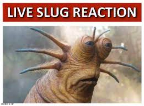 Live Slug Reaction | image tagged in live slug reaction | made w/ Imgflip meme maker
