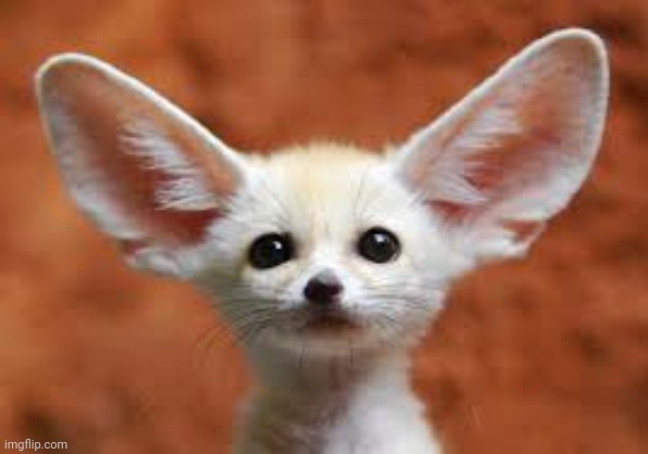 All ears | image tagged in all ears | made w/ Imgflip meme maker