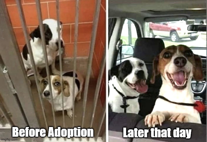 doggos are wonderful |  Later that day; Before Adoption | image tagged in dogs,doggos,dog memes,dogs and humans,friends,pets | made w/ Imgflip meme maker