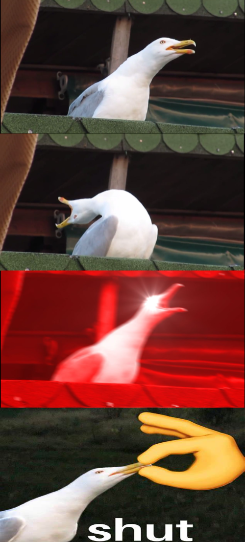 High Quality Seagull gets shut. Blank Meme Template