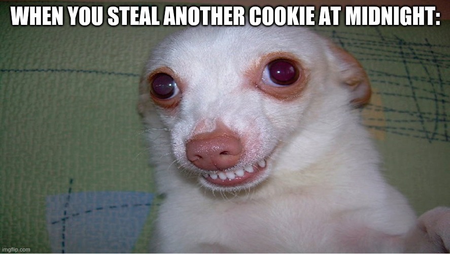 Cookie Crimes | WHEN YOU STEAL ANOTHER COOKIE AT MIDNIGHT: | image tagged in dogs,cookies,memes,funny dogs | made w/ Imgflip meme maker