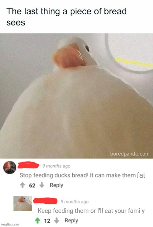 No. It's time to stop |  fat; Keep feeding them or I'll eat your family | image tagged in no,its time to stop,ducks,bread | made w/ Imgflip meme maker